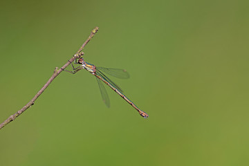 Westliche Weidenjungfer (Chalcolestes viridis)