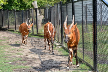 Bongo leśne, antylopa bongo (Tragelaphus eurycerus) © robert6666