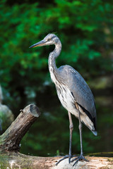 great blue heron