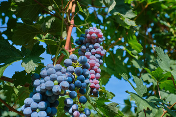 Red grape variety. Good grape harvest. Grapes in vineyard raw ready for harvest in Italy.