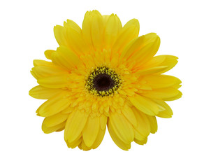 Vibrant bright yellow gerbera daisy flowers blooming isolated on white background with clipping path.