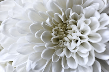 Close-up of white chrysanthemum flower