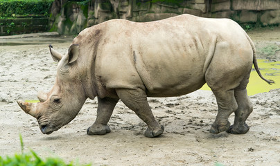 Naklejka premium White rhinoceros or square-lipped rhinoceros young