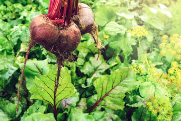 beet crop farming organic food