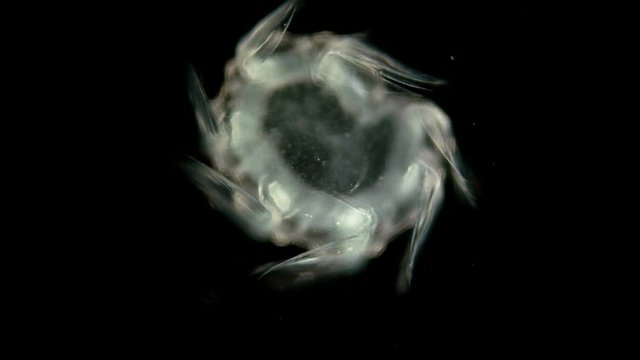 Zooplankton and plankton of the Black Sea. The larva of the ctenophore of the genus Mnemiopsis, family Bolinopsidae, brought in by ships along with ballast waters, will cause great damage to the