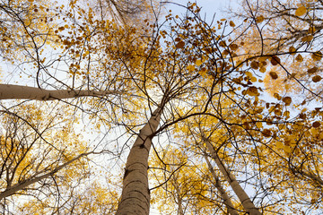Autumn trees pattern Early autumn in Siberia. Aspen