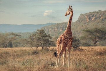 Giraffe walking along maasai mara national reserve savannah at africa