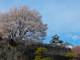 白河小峰城（桜）