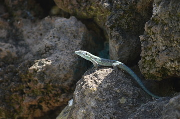 Madeira lizard sunbathing on a rock