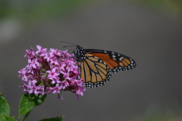 Butterfly on a flower