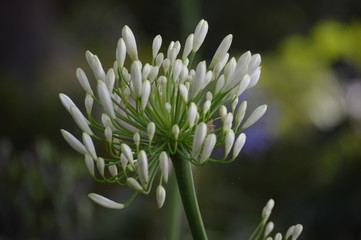 closeup of white flower