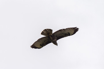 Buzzard in flight waving his wings