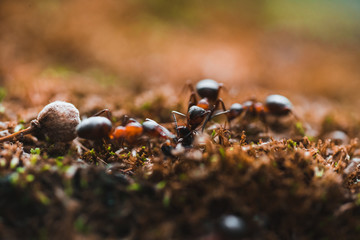 Ants are hardworking haul the twig in the moss