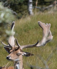 fallow deer close up