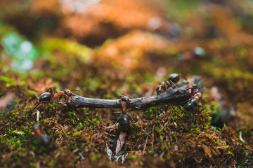 Ants are hardworking haul the twig in the moss