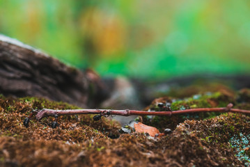 Ants are hardworking haul the twig in the moss