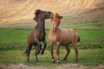 Playful icelandic horses in farm, Iceland, Europe
