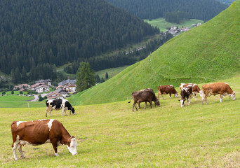 Fototapeta na wymiar Cows grazing in the Dolomites. Dairy is an important industry in the area. Near Selva Valgardena, Alto Adige, South Tyrol. Italy.