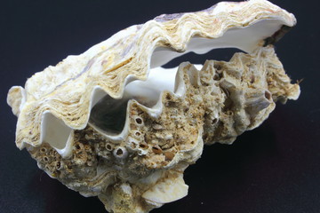 Oyster Shell