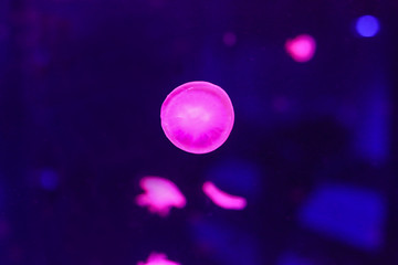 Close-up Jellyfish, Medusa in fish tank with neon light. Jellyfish is free-swimming marine coelenterate with a jellylike bell- or saucer-shaped body that is typically transparent.