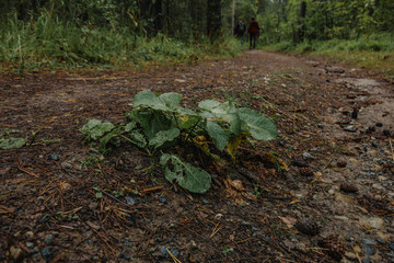 a lone Bush on a path deep in the forest.
