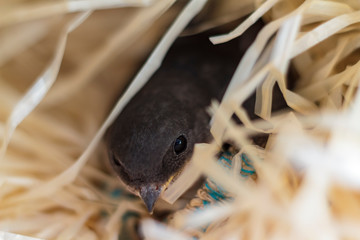 Close-up of an orphan baby swallow