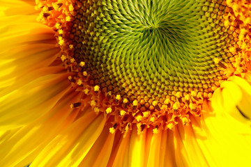Cropped shot of sunflower, cropped shot. Yellow flower, close up.  Abstract colorful nature background.