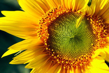 Cropped shot of sunflower, cropped shot. Yellow flower, close up.  Abstract colorful nature background.