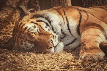Tiger Sleeps on the Hay