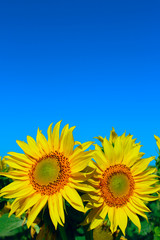 Cropped shot of yellow flower over blue sky background. Sunflower over blue sky background. Abstract nature background. 