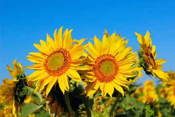 Cropped shot of yellow flower over blue sky background. Sunflower over blue sky background. Abstract nature background. 