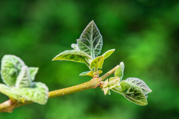 Young leaves on a branch