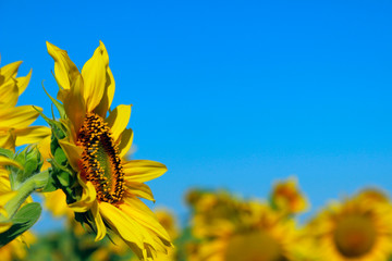 Cropped shot of yellow flower over blue sky background. Sunflower over blue sky background. Abstract nature background. 
