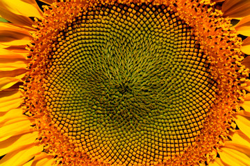 Cropped shot of sunflower, cropped shot. Yellow flower, close up.  Abstract colorful nature background.