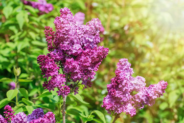 Lilac flowers in spring