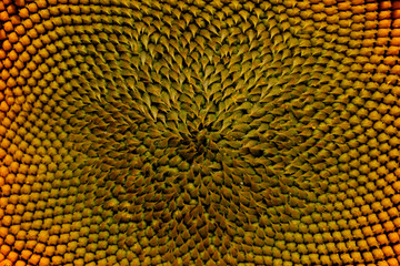 Cropped shot of sunflower, cropped shot. Yellow flower, close up.  Abstract colorful nature background.