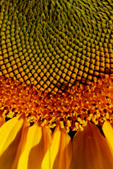 Cropped shot of sunflower, cropped shot. Yellow flower, close up.  Abstract colorful nature background.