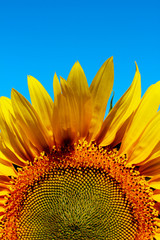 Cropped shot of yellow flower over blue sky background. Sunflower over blue sky background. Abstract nature background. 