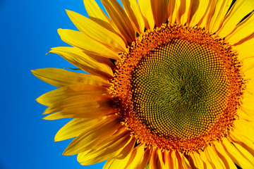 Cropped shot of yellow flower over blue sky background. Sunflower over blue sky background. Abstract nature background. 