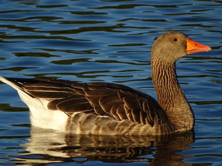 greylag goose on the lake