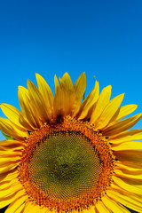 Cropped shot of yellow flower over blue sky background. Sunflower over blue sky background. Abstract nature background. 