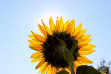 Cropped shot of yellow flower over blue sky background. Sunflower over blue sky background. Abstract nature background. 