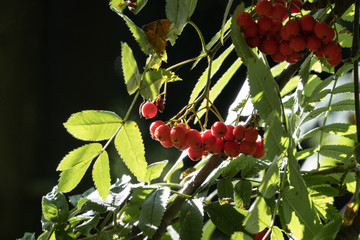 Rowanberries on the branch