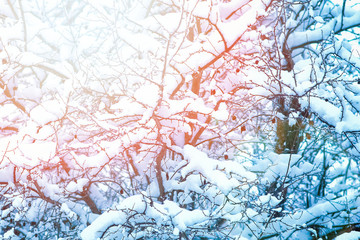 beautiful trees in winter on nature in the park background
