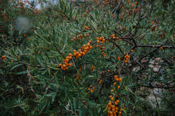 Bush with sea buckthorn in the mountains, close-up.