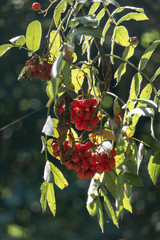 Rowanberries on the branch