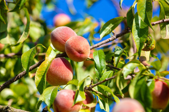 Peach on a branch in the garden. Nature background. Collection of ripe peaches