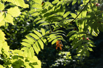 Rowan tree's leaves lighten with sunlight