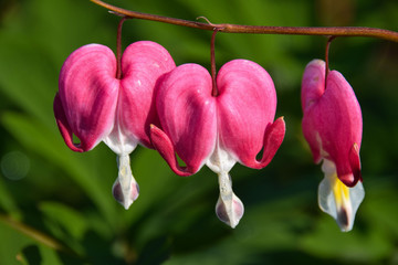 bleeding heart flower