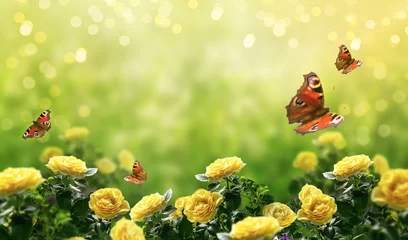 Poster Mysterieuze lente of zomer heldere achtergrond met veel gele fladderende pauwoogvlinders en bloeiende fantasie gele rozen bloemen bloeien en gloeiende sprankeling bokeh © julia_arda